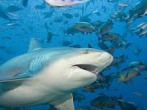 ���������صĹ�Ч������ Ԥ���ǹؽڼ���