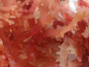 ʯ���˵�Ӫ����ֵ ʯ���˵Ĺ�Ч