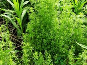 ���ɲݵĹ�Ч������