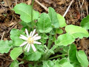 ��ҩ�󶡲ݵĹ�Ч������ �󶡲����η�ʪ��ľ