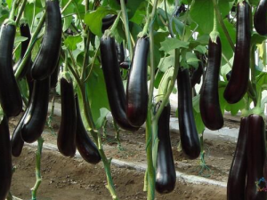 �������ӵĺô� �������ӿ�Ԥ��֬����Ŷ