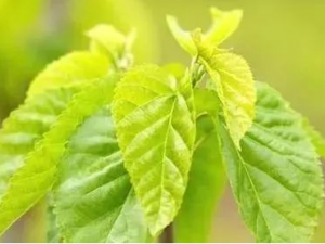 ɣҶϴͷ�ĺô� ��Ҷ���ü�Ч��