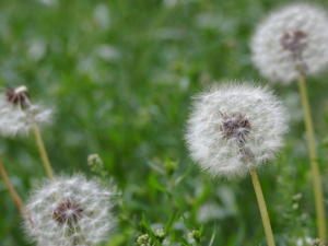 ѹӢˮȵĹЧ ѹӢˮȵĽȺ