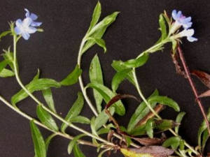 �ӹ����Ҳ�����Щ��Ч������