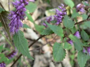 ��޸��Ч����Щ ��޸������