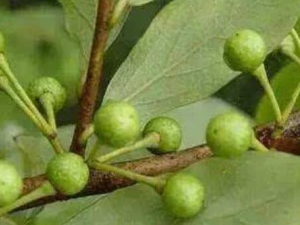 ľ���Ӹ��Ĺ�Ч������ ���Ʒ�ʪ��ʹ