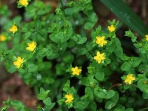 ���������Щ��Ч������������߹���