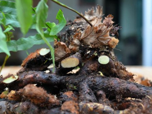 Ұ���ҽ��������빦Ч ���Ի�Ѫ����