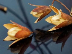 ����������Щ��Ч������