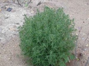 ��ë����ô�� ��ë������Щ�Է�