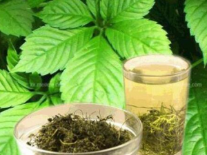 ��Ҷ�ʹ����Ĺ�Ч������ Ԥ��Ѫ˨