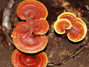 �����֥�������� ���������ķ���