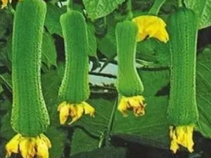 ˿������Щ���ݹ�Ч �����˿��������