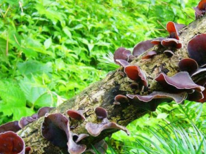 Ұ����ľ���ܳ��� Ұ����ľ������ʳ����