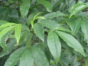 ʲô�����滢 ���滢����Щ��Ч������