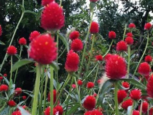 ǧ�պ�Ĺ�Ч������