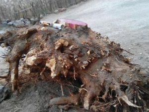 �㴻�����Ĺ�Ч������ �������Ƚⶾ