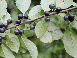 ����ľ���Ĺ�Ч������ �ζ���ҧ��