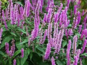 ��޸�ݵ�ҩ�ü�ֵ ��μ�����޸��