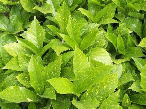 ��ҶҲ����ҩ ��Щ��ҶҩЧ�����