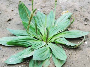 ��ǰ��������� ��֪�����Ĺ�Ч��