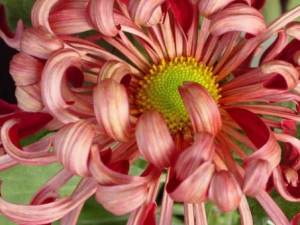 �ջ���N����ʳ�������� һ����������