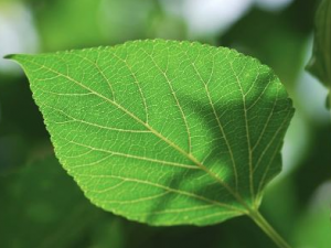 Ѫ�Ǹ��ʺϳ�ʲô Ѫ�Ǹߵ���ʳ����