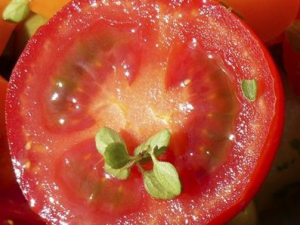 ����Щʳ�����ȥ�Ļ� �ļ�ΪʲôҪȥ�Ļ�