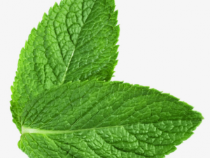 ����Ҷʳ�ý��� ���ɵĹ�Ч������