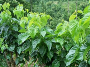 ɣҶ��ҩ�ù�Ч ɣҶ��ʳ�ý���