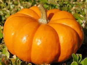 �Ϲ�Խ��Խ��ζ�� �����ѡ���Ϲ�