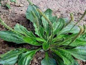 ��ǰ�ݵ����� ��ǰ������Щ��Ч