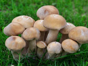 Ů��ʳ�þ�������ЩҪע���