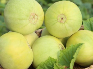 �������ĩ�������ļ�Ʒ ���Ӧ�����ѡ