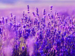 ���ݲ�����Щ���� ���ݲ�Ĺ�Ч