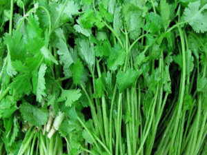 ���ѡ���óԵ�ѩ�� ѩ���۲�֭������