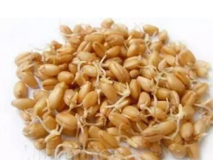 ��ѿ��ʲô��֪���� ��ѿ������