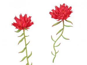 �쾰����ˮ�ȵĽ��� �쾰������Щ��Ч����