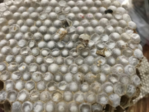 �䳲����ҽҩ�� �䳲����Щ��Ч