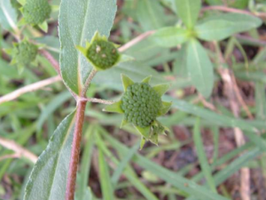 �����Ŀ����ҩ����Щ ��֪����