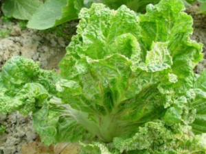 �����ѡ�ײ�Ҷ�� ʲô���İײ�Ҷ�Ӻ�