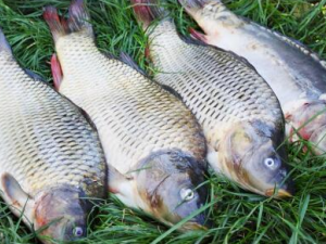 ����������Ѫ֬�Ĺ�Ч ����������ЩҪע���