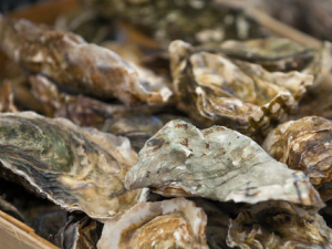 ����Ҳ�������ж� ��γԺ��ʲŽ�����