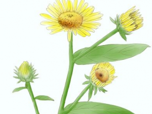 ����������ô�� ��������Ĺ�Ч