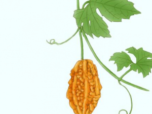 �����ӵĺô�����Щ �����ӵĹ�Ч����