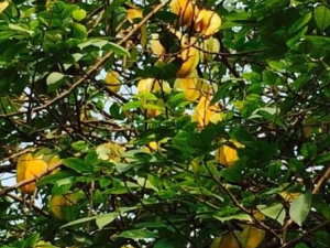 ɽ���ҲݵĹ�Ч������ Ԥ����Ѫѹ�͸�Ѫ֬