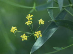 ɽ����Ĺ�Ч������ ��ǿ���߹���