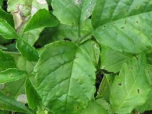 ��Ҷ��Ĺ�Ч������ ��ǿ����������