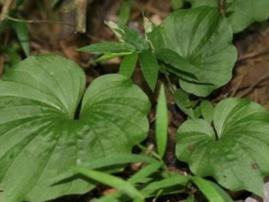 ������Ĺ�Ч������ ����������ʹ