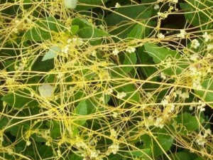 �����ٵĹ�Ч������ ������ͨ����